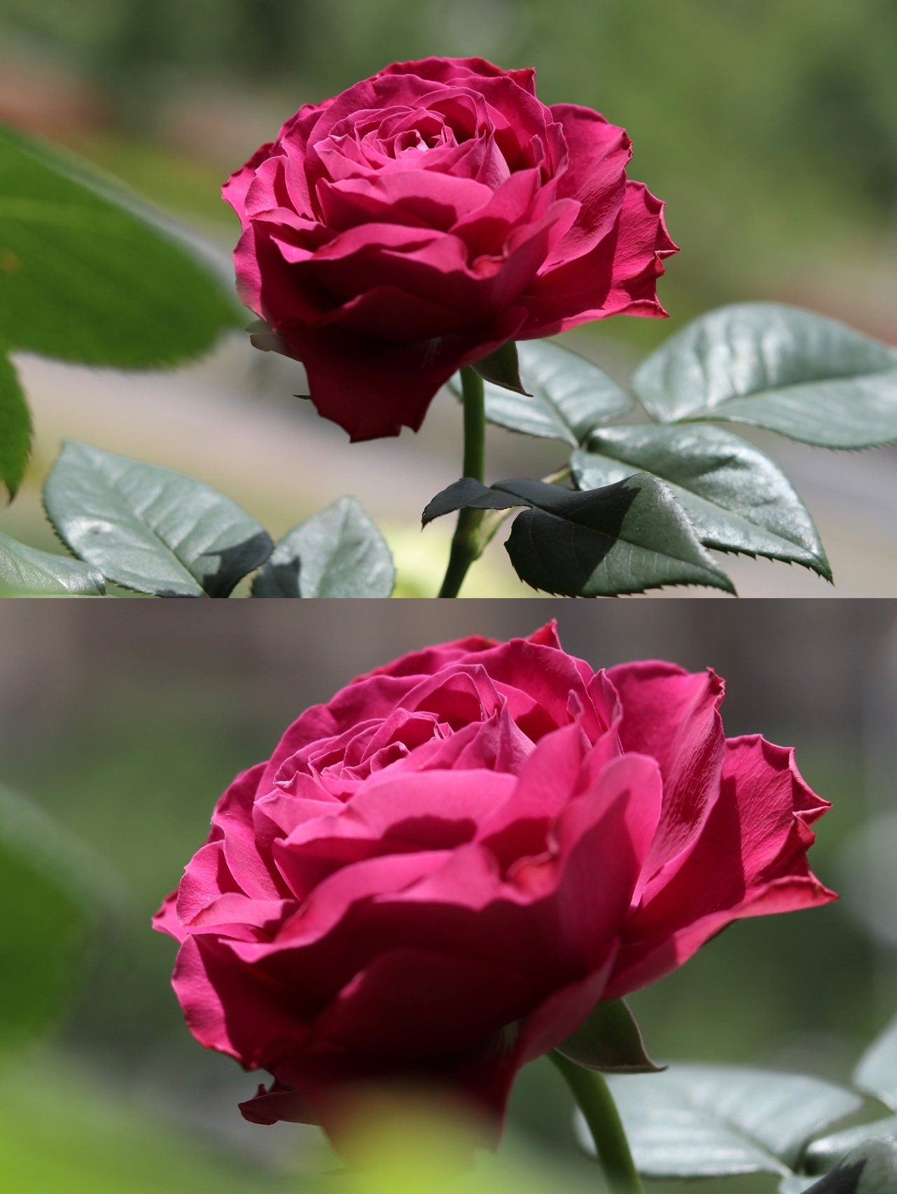 Rose【Precious Moments】- 1.5 Gal+ OwnRoot Bare Root｜珍贵时刻| Heat  Resistant| Extended vase life| Easy to Grow| Excellent Resistance|Scalloped