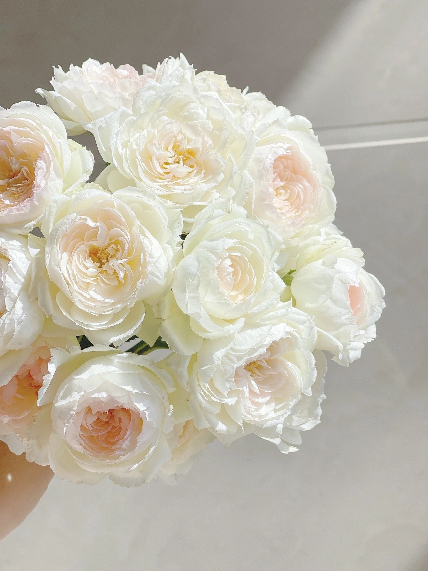Rose【Lapin| ラパン 】-1.5 Gal Own Root Bare Root｜Rare Japanese Rosa| 木村卓功 | Long flowering period| Intense Fragrance| 小兔子| |Exquisite |Pearl