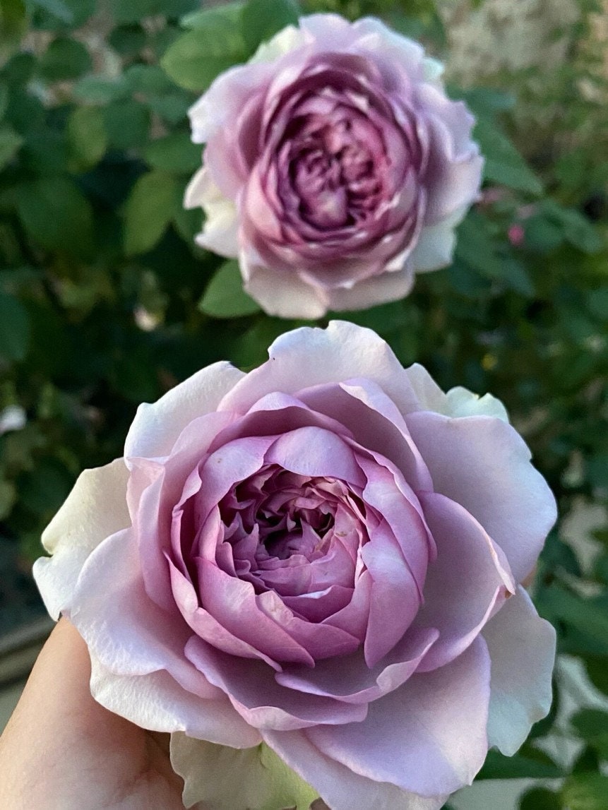 Rose【Coffret｜コフレ】-1.5 Gal OwnRoot Bare Root｜Makiko Kawamoto 河本｜Vintage Purple| 首饰盒| Heat Resistant| Easy to Grow| Long flowering period