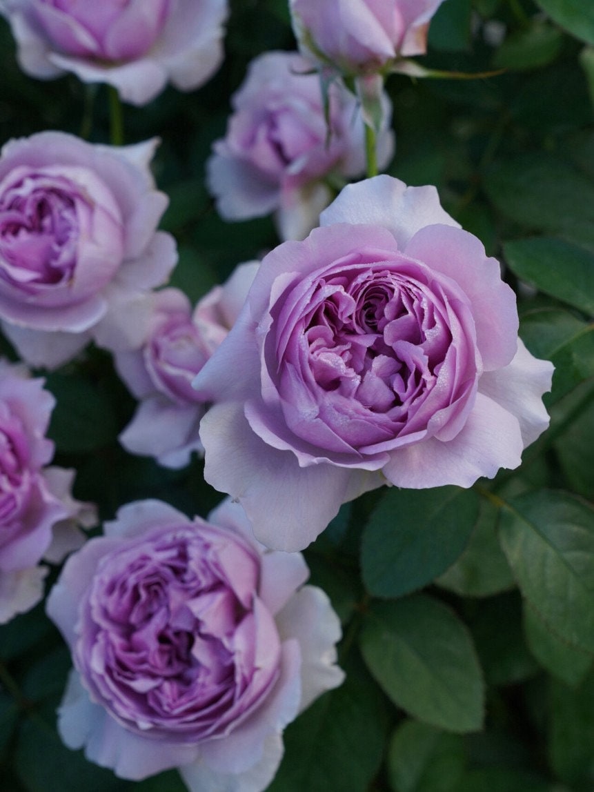 Rose【Lilas|リラ】- OwnRoot LivePlant|  Perfect Rare Japanese Rosa 丽拉| Takunori Kimura木村卓功 New Varieties 2021| Heat Resistant| Intense Fragrance