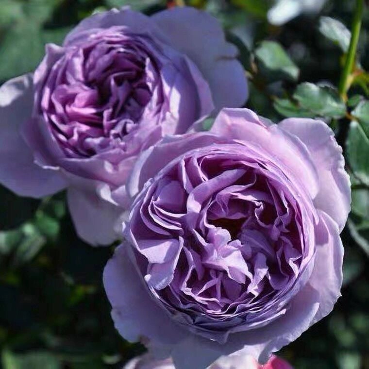 Rose【Lilas|リラ】- 1.5Gal +OwnRoot LivePlant|  Perfect Rare Japanese Rosa 丽拉| Takunori Kimura木村卓功 New Varieties 2021| Heat Resistant| Intense Fragrance