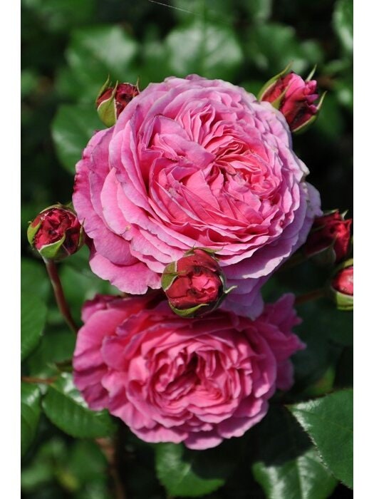 Rose【Abdiel｜アブデル】- 1.5 Gal Own-Root Live Plant｜神仆天使|  Sumiko Kawamoto| 河本オリジナル | 木立バラ| Excellent Resistance| Easy to Grow| Floribunda Rose