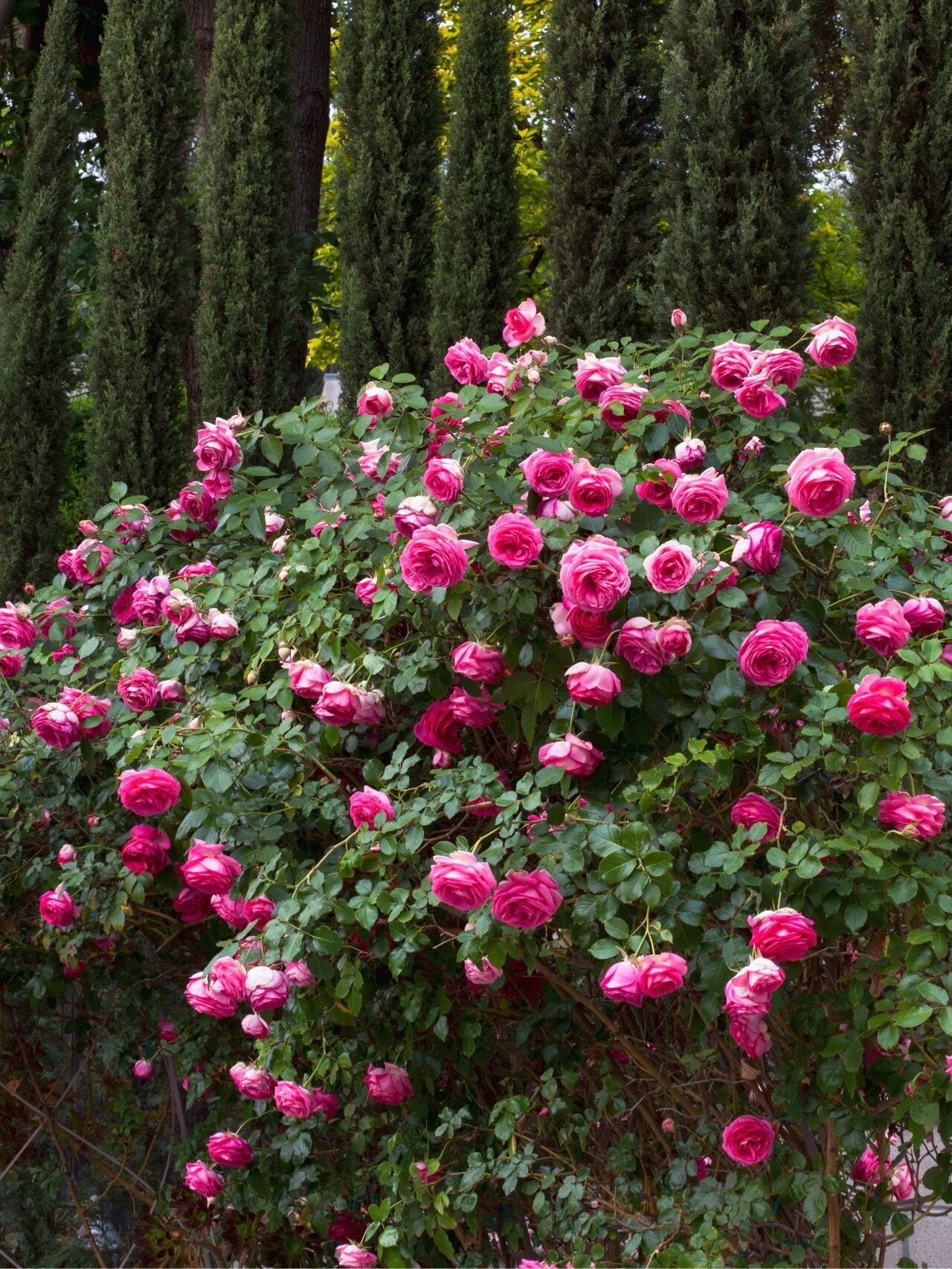 Rose【Pretty in pink eden】-2ft Climbing OwnRoot Rose｜Margret Mae| 深粉龙沙宝石| つるバラ| Heat Resistant| Long flowering period|