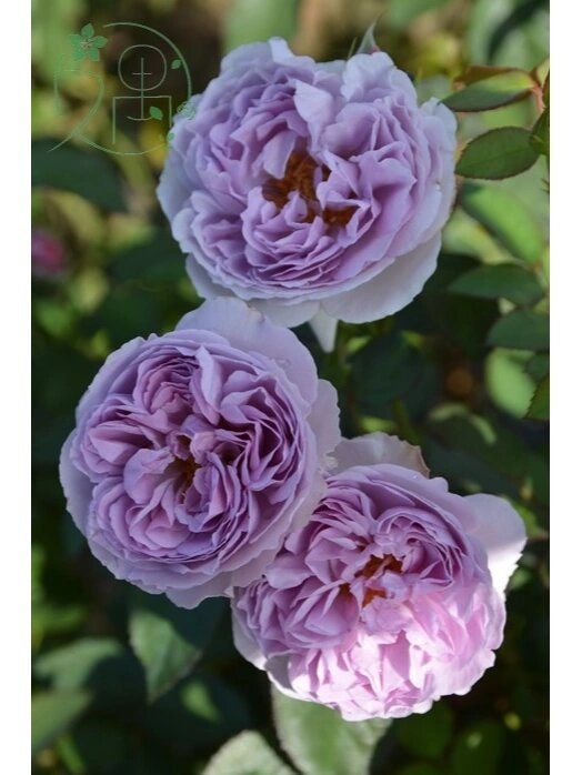 Rose【Lilas|リラ】- OwnRoot LivePlant|  Perfect Rare Japanese Rosa 丽拉| Takunori Kimura木村卓功 New Varieties 2021| Heat Resistant| Intense Fragrance