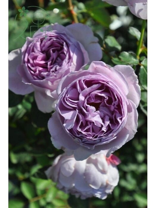 Rose【Lilas|リラ】- 1.5Gal +OwnRoot LivePlant|  Perfect Rare Japanese Rosa 丽拉| Takunori Kimura木村卓功 New Varieties 2021| Heat Resistant| Intense Fragrance