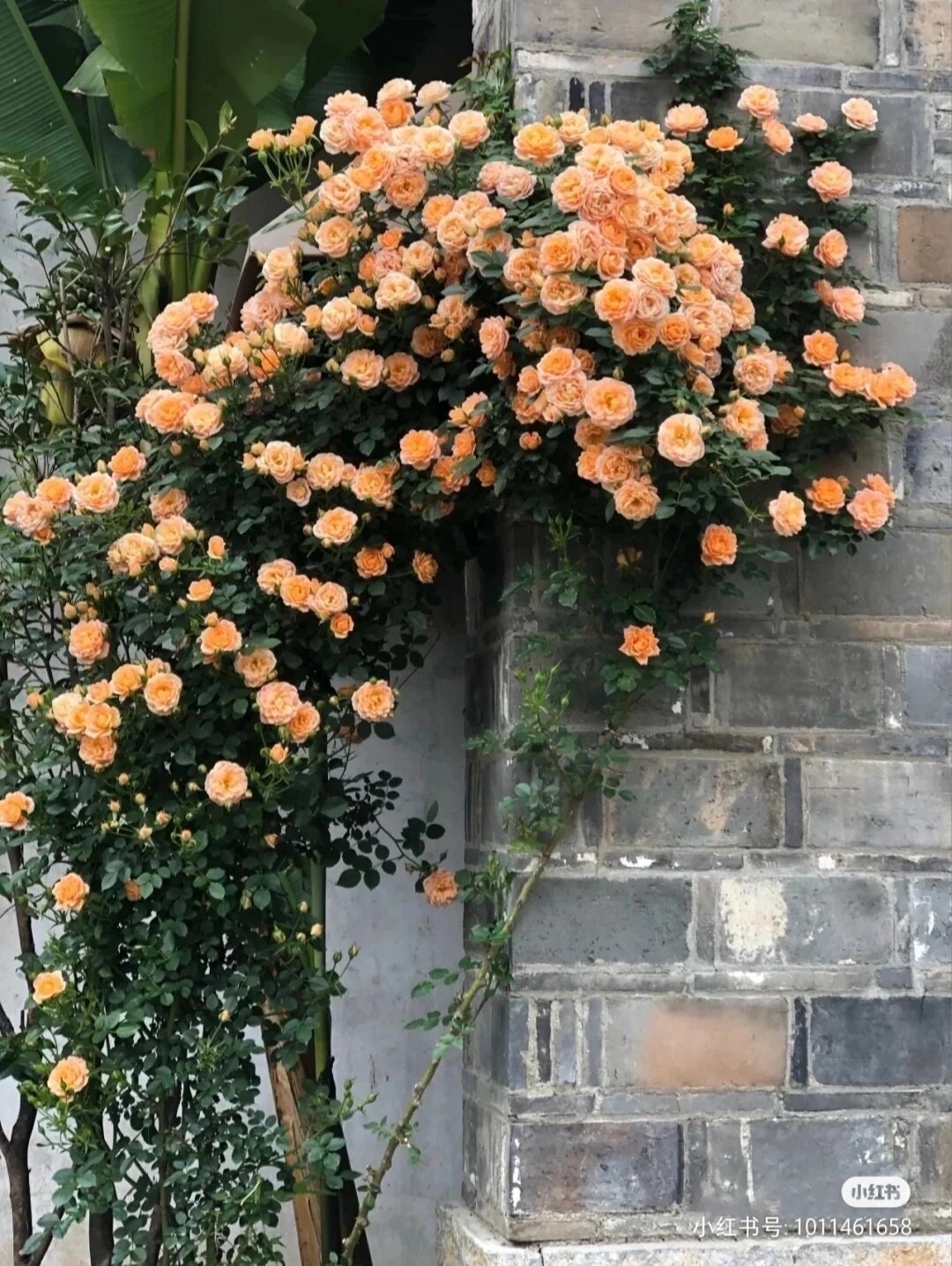 2Gal Climbing Rose‘ Apricot Sweet Dream’ |Award-winning variety| Strong Adaptability| Light fastness| Good disease resistance| Easy plant|甜梦