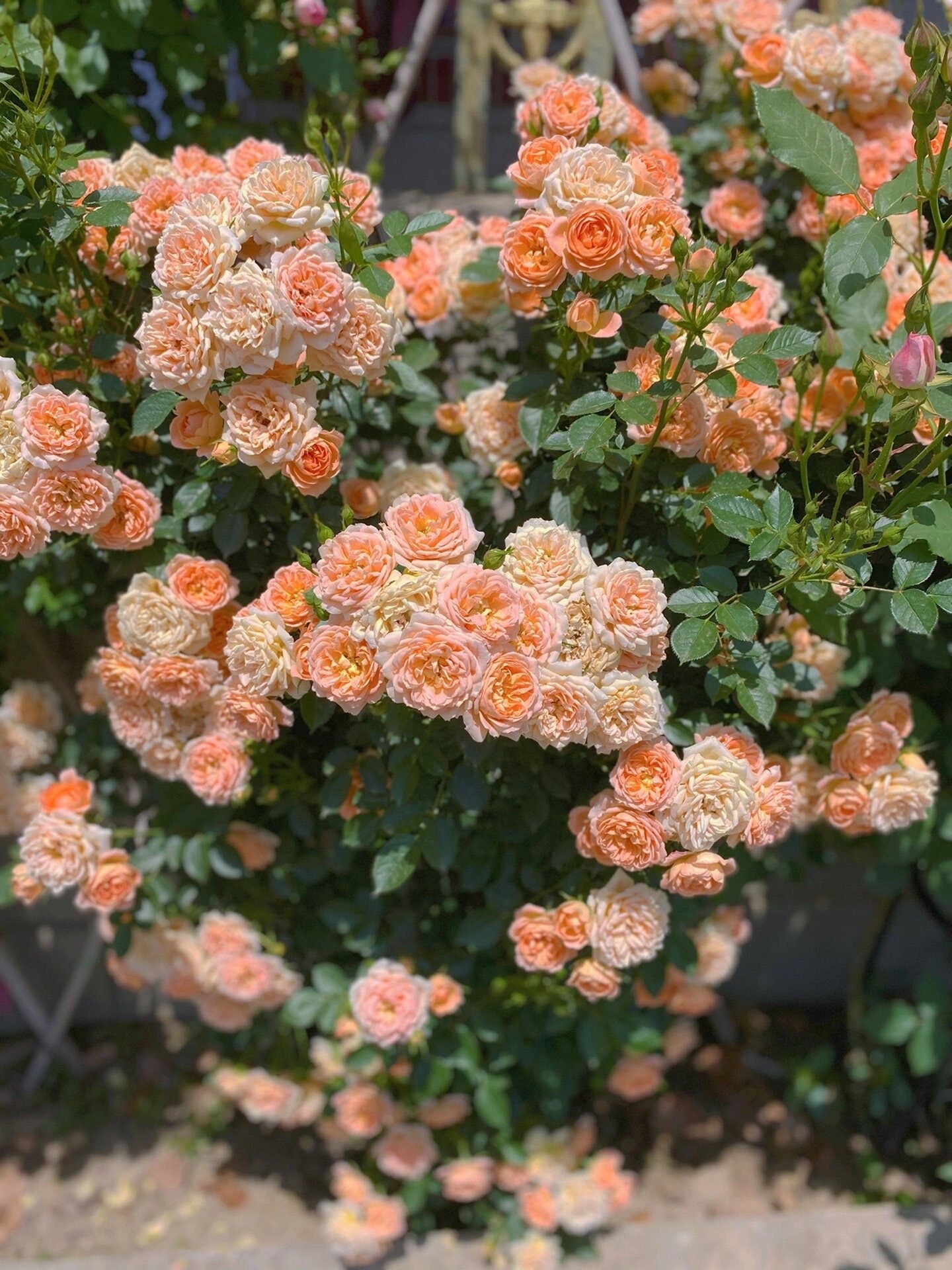 2Gal Climbing Rose‘ Apricot Sweet Dream’ |Award-winning variety| Strong Adaptability| Light fastness| Good disease resistance| Easy plant|甜梦