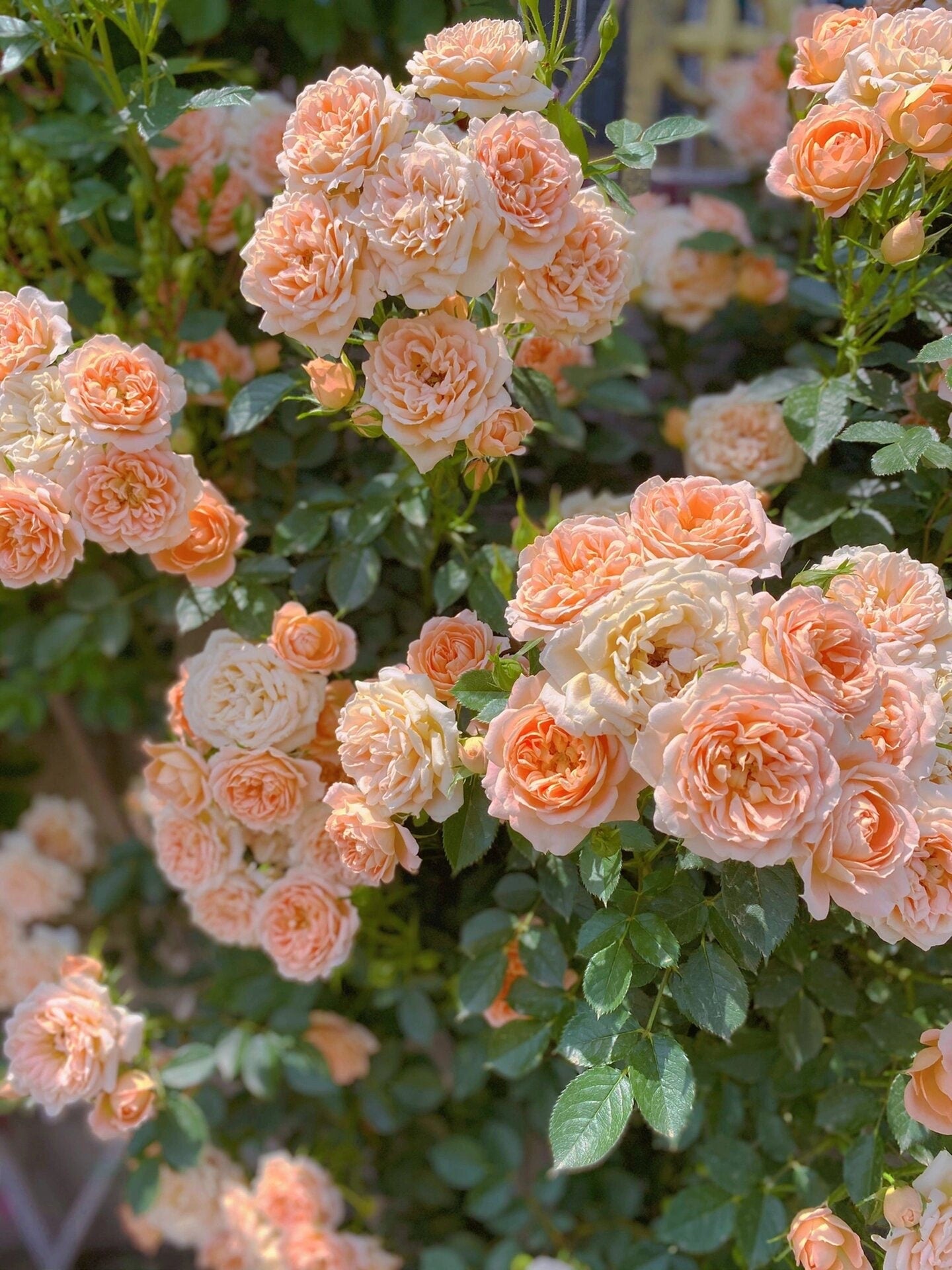 2Gal Climbing Rose‘ Apricot Sweet Dream’ |Award-winning variety| Strong Adaptability| Light fastness| Good disease resistance| Easy plant|甜梦