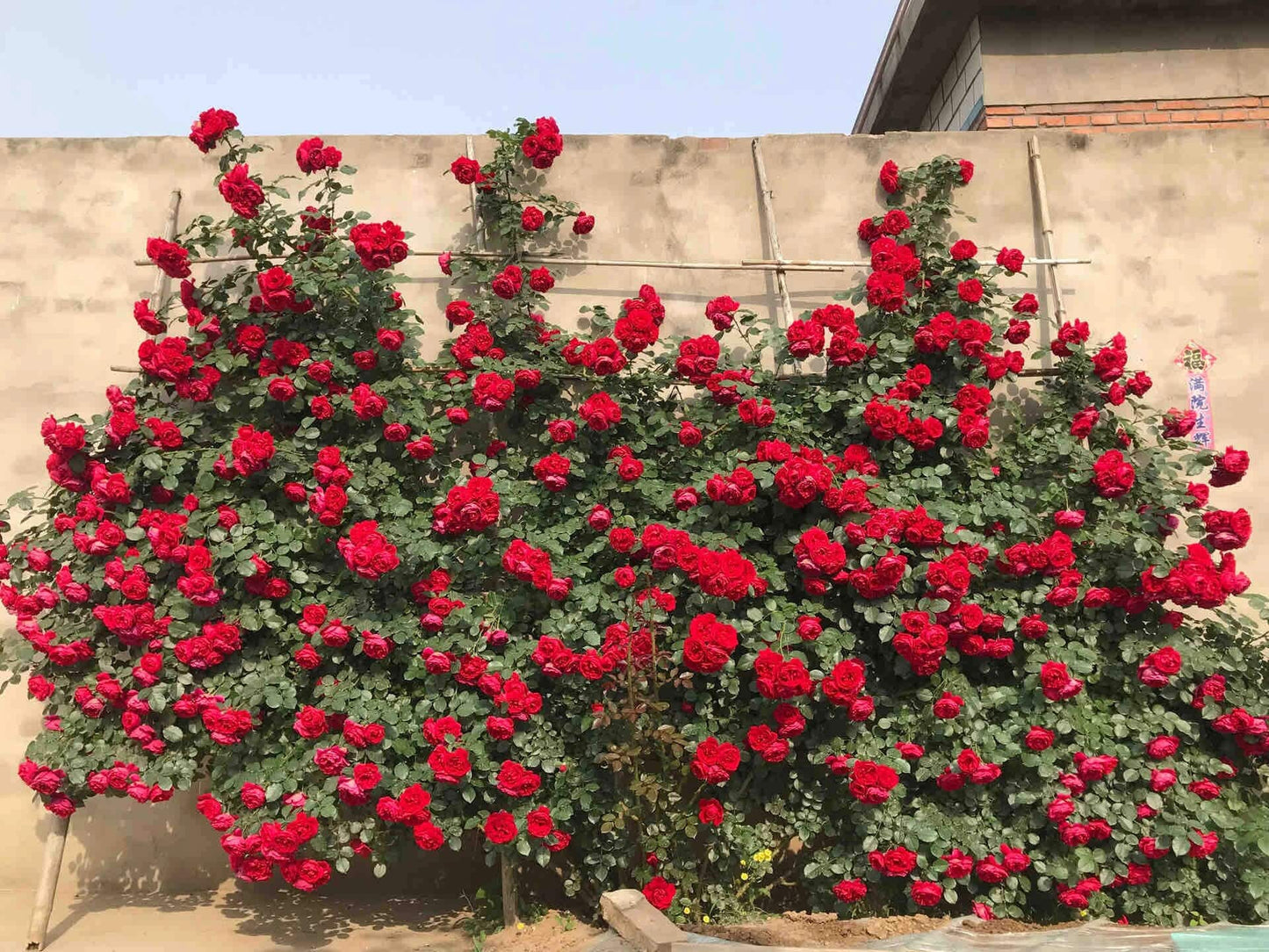 Climbing Rose【Florentina| フローレンティーナ  】 -2 Gal OwnRoot BareRoot｜Award-winning| Heat Resistant | ADR Kordes| 佛罗伦萨| Festive Red Rosa| つるバラ