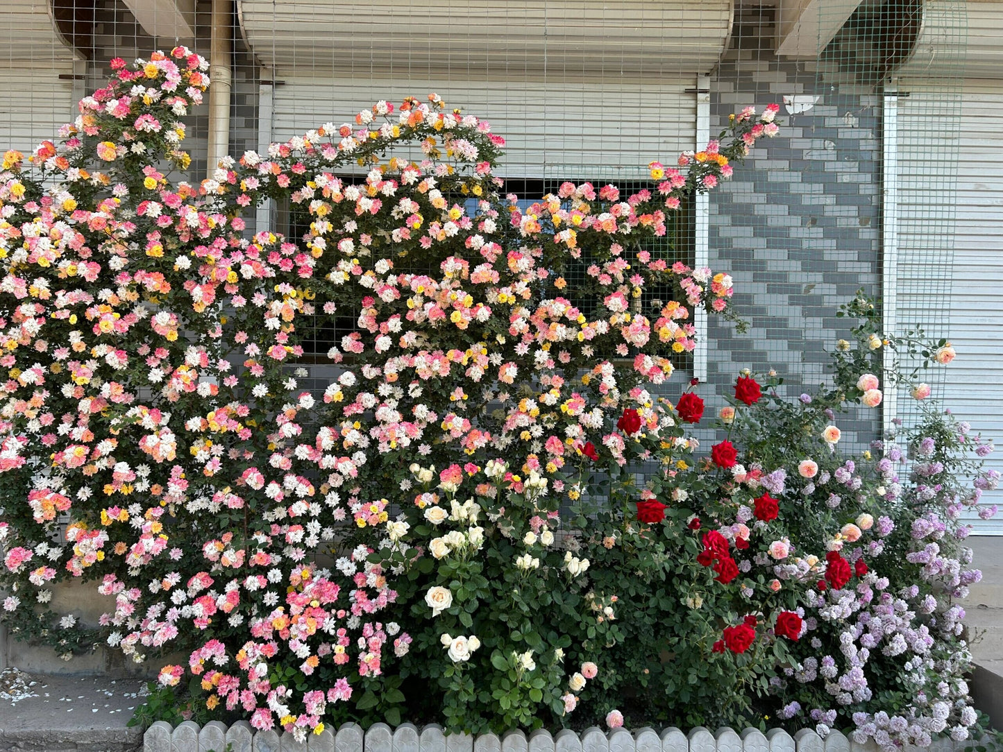 Climbing Rose【Rosomane Janon】- 3 Gal+ Own Root｜France Rainbow Rosa| 罗曼尼 詹森| Excellent Resistance| Heat Resistant| Rich in color| Romantic