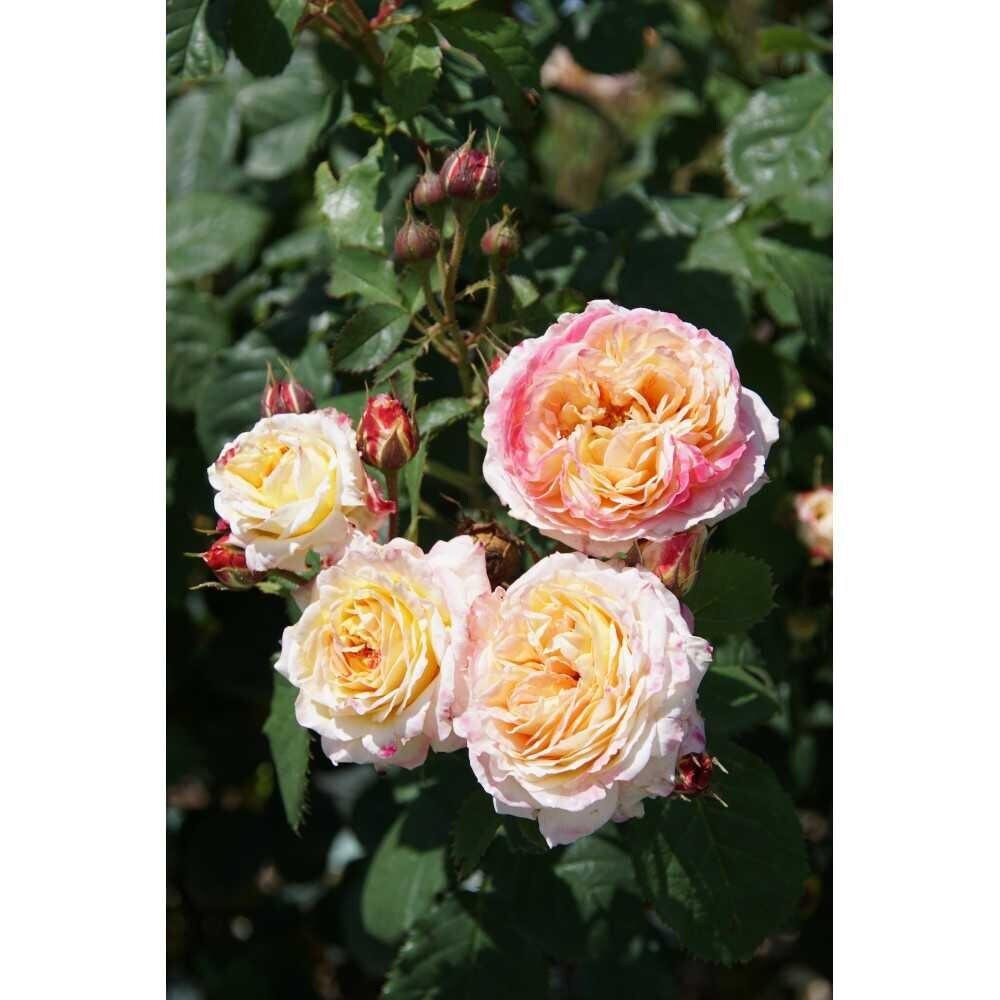 Climbing Rose【Rosomane Janon】- 3 Gal+ Own Root｜France Rainbow Rosa| 罗曼尼 詹森| Excellent Resistance| Heat Resistant| Rich in color| Romantic