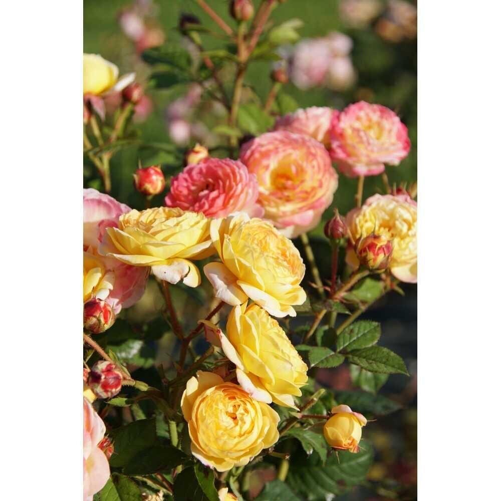 Climbing Rose【Rosomane Janon】- 3 Gal+ Own Root｜France Rainbow Rosa| 罗曼尼 詹森| Excellent Resistance| Heat Resistant| Rich in color| Romantic