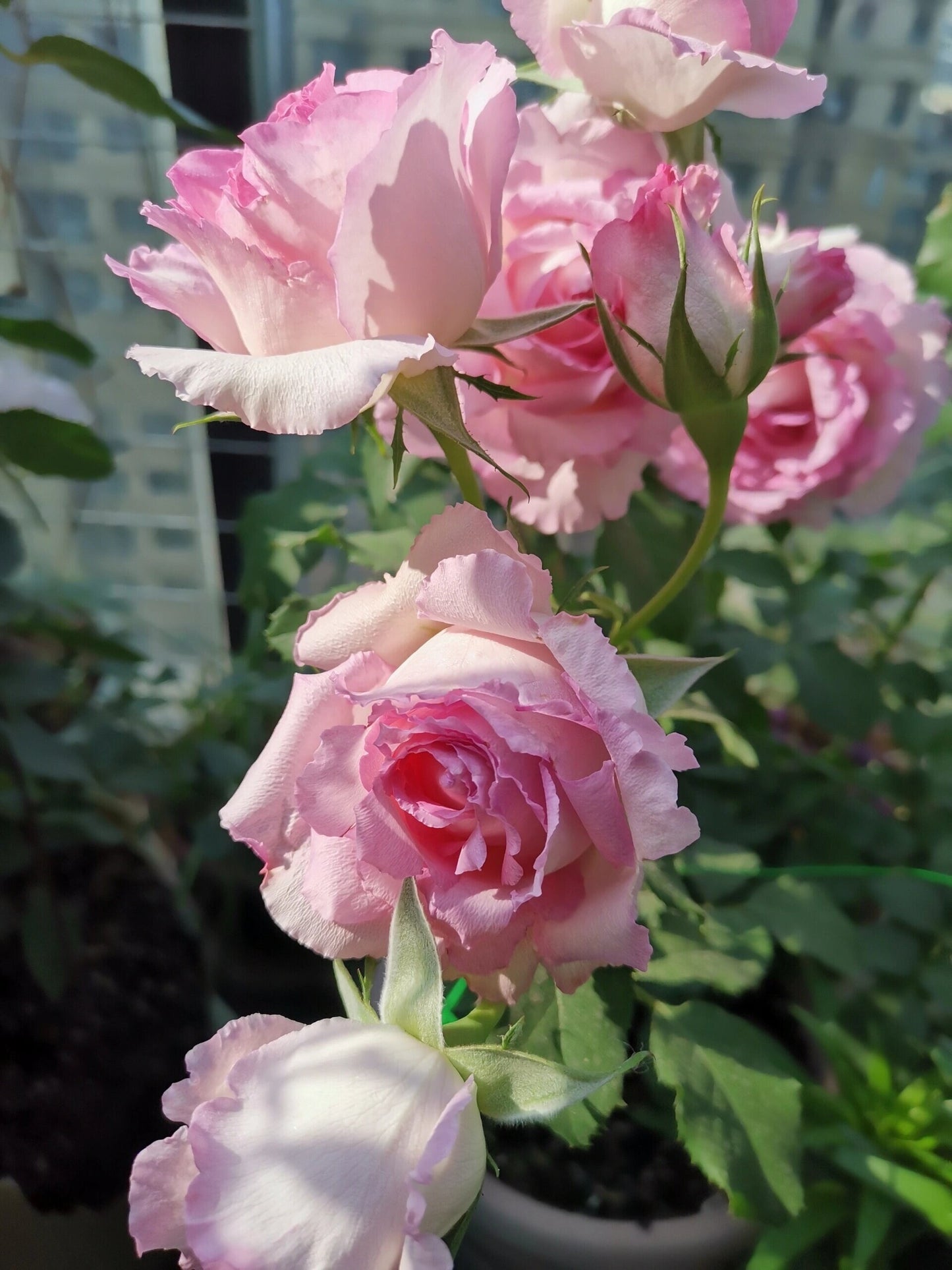 Rose【Rien Rose| リアン・ローズ| 絆 】-1.5 Gal OwnRoot LivePlant| Sumiko Kawamoto| 河本绊| Intense Fragrance| Less Thorns| Floribunda Rosa| Ruffle Lace