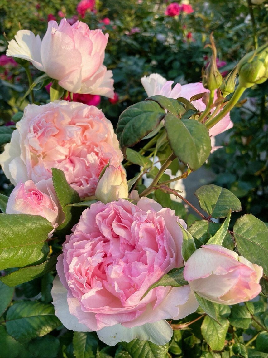 Rose｛ M-Perzik｜Ｍ－ペルジーク｝1 Gal + OwnRoot｜Japanese Florists Rose| 佩尔朱克 ｜M-桃子| Peony Bloom| Delicate| Ruffle Lace| Redolent| Fairy Rose| Heat Resistant