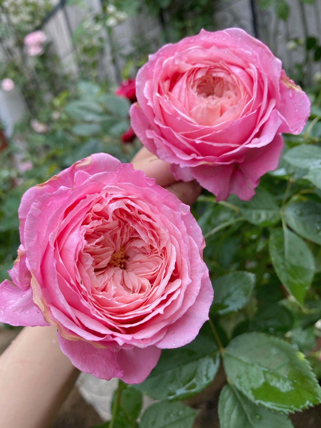 Rose【Lady's heirloom | レディ・エアルーム】- 1.5 Gal OwnRoot｜Bare Root｜传世芳华| Less Thorns | Heat Resistant | Excellent Resistance| Rapid Growth| 女人遗产