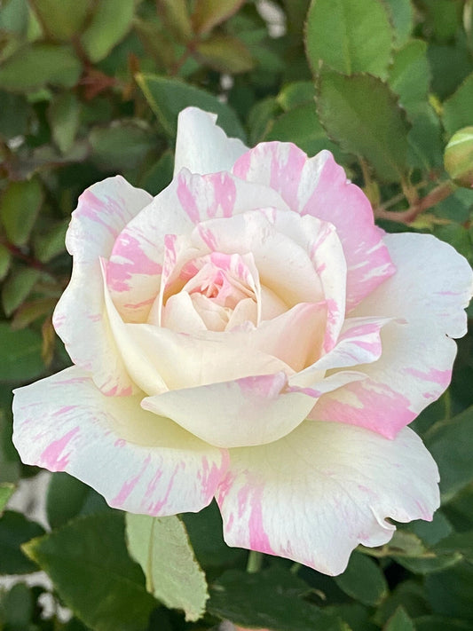 Striped Rose【Mille-feuille｜ミルフィーユ】-3 Gal+ OwnRoot Bare Root｜法式千层酥｜ Junko Kawamoto｜ Exquisite| Easy to Grow | Variegated Color|