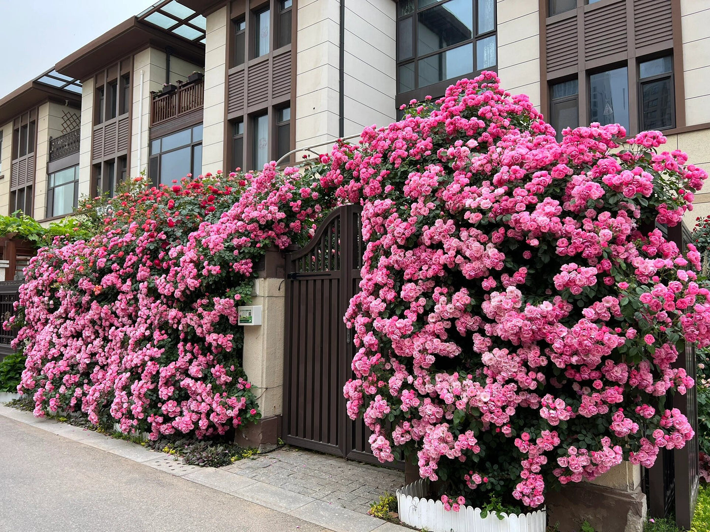 Rose【Pretty in pink eden】-2ft Climbing OwnRoot Rose｜Margret Mae| 深粉龙沙宝石| つるバラ| Heat Resistant| Long flowering period|