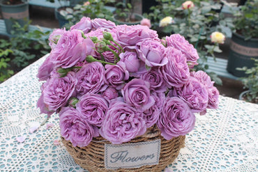 Rose【Kinda Blue]- 1.5Gal + OwnRoot LivePlant｜German Rose 微蓝| Floribunda Rose| Redolent| Abundant flowering| Excellent Resistance| 木立バラ|