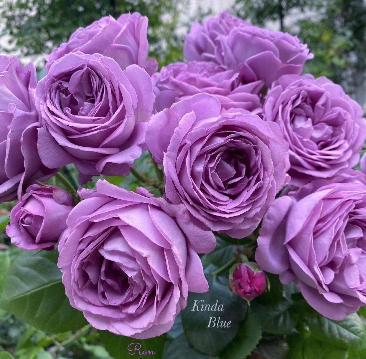 Rose【Kinda Blue]- 2 Gal + OwnRoot LivePlant｜German Rose 微蓝| Floribunda Rose| Redolent| Abundant flowering| Excellent Resistance| 木立バラ|