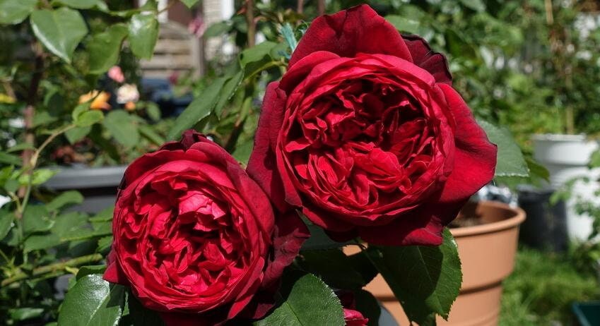 Red Rose【Admiral】- 2 Gal Own Root Live Plant｜Tanau Roses 2017｜German Rose 海上将军