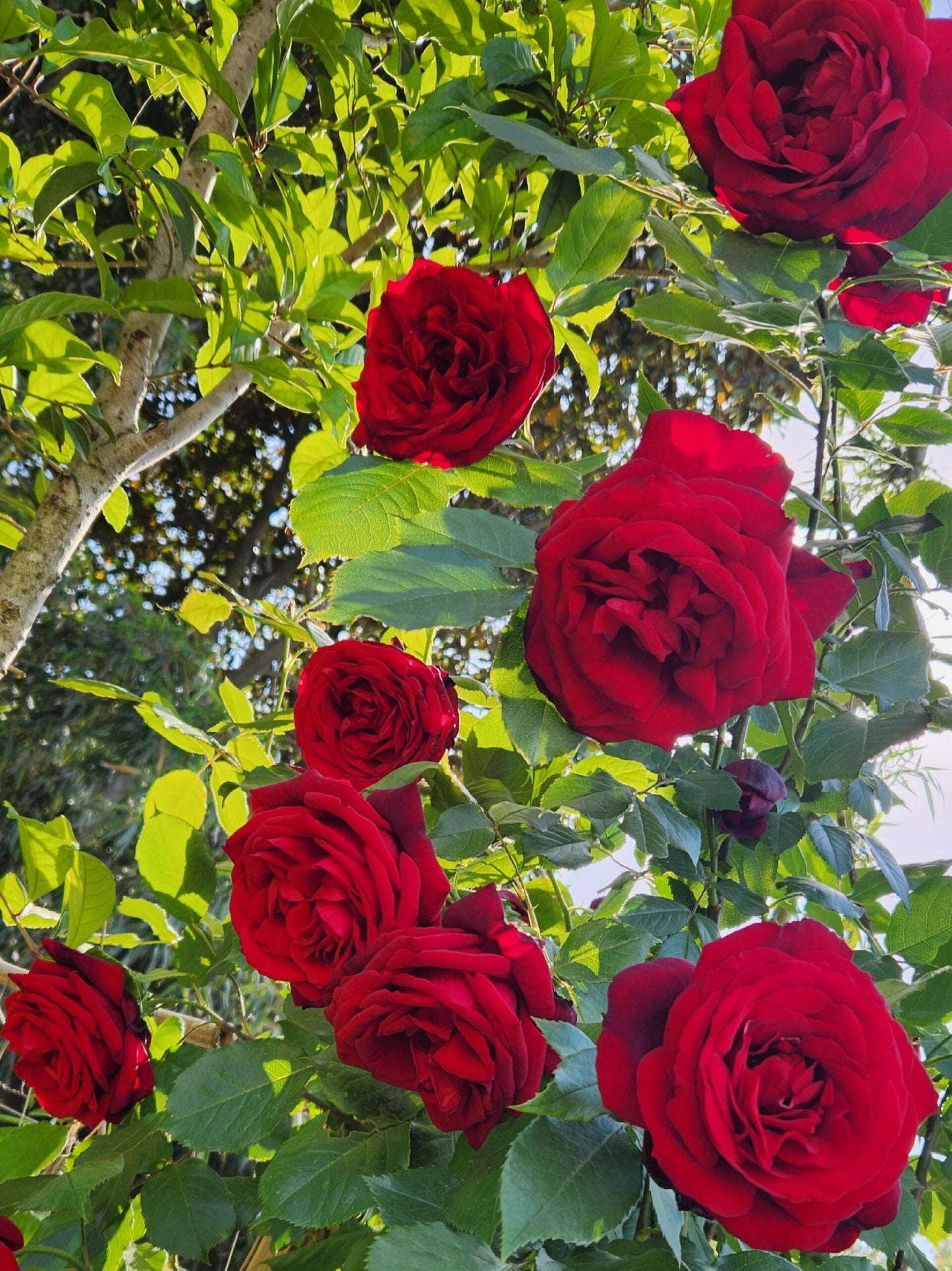 Red Rose【Admira| 海軍大将】- 1.5Gal Own Root LivePlant｜Tanau Roses 2017｜German Rose |海上将军| Extended vase life| Redolent| 木立バラ| Large Bloom|