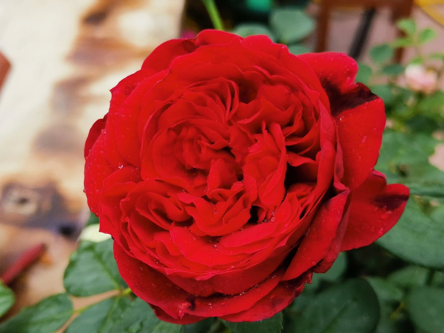 Red Rose【Admiral】- 2 Gal Own Root Live Plant｜Tanau Roses 2017｜German Rose 海上将军