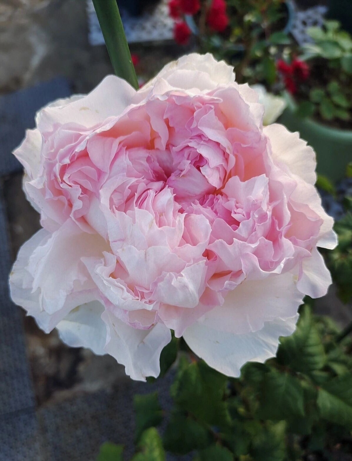 Rose｛ M-Perzik｜Ｍ－ペルジーク｝1 Gal + OwnRoot｜Japanese Florists Rose| 佩尔朱克 ｜M-桃子| Peony Bloom| Delicate| Ruffle Lace| Redolent| Fairy Rose| Heat Resistant