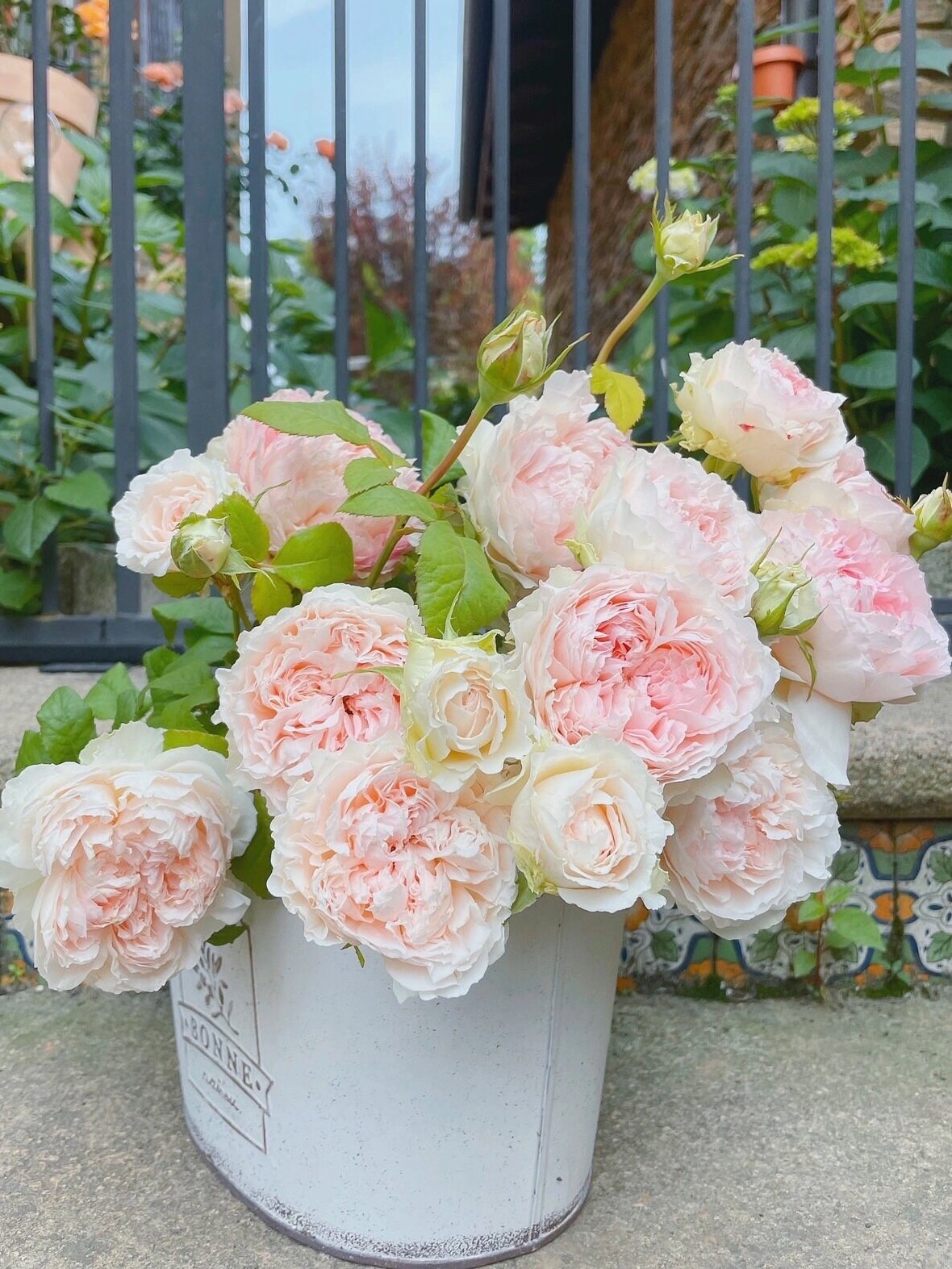 Rose｛ M-Perzik｜Ｍ－ペルジーク｝1 Gal + OwnRoot｜Japanese Florists Rose| 佩尔朱克 ｜M-桃子| Peony Bloom| Delicate| Ruffle Lace| Redolent| Fairy Rose| Heat Resistant