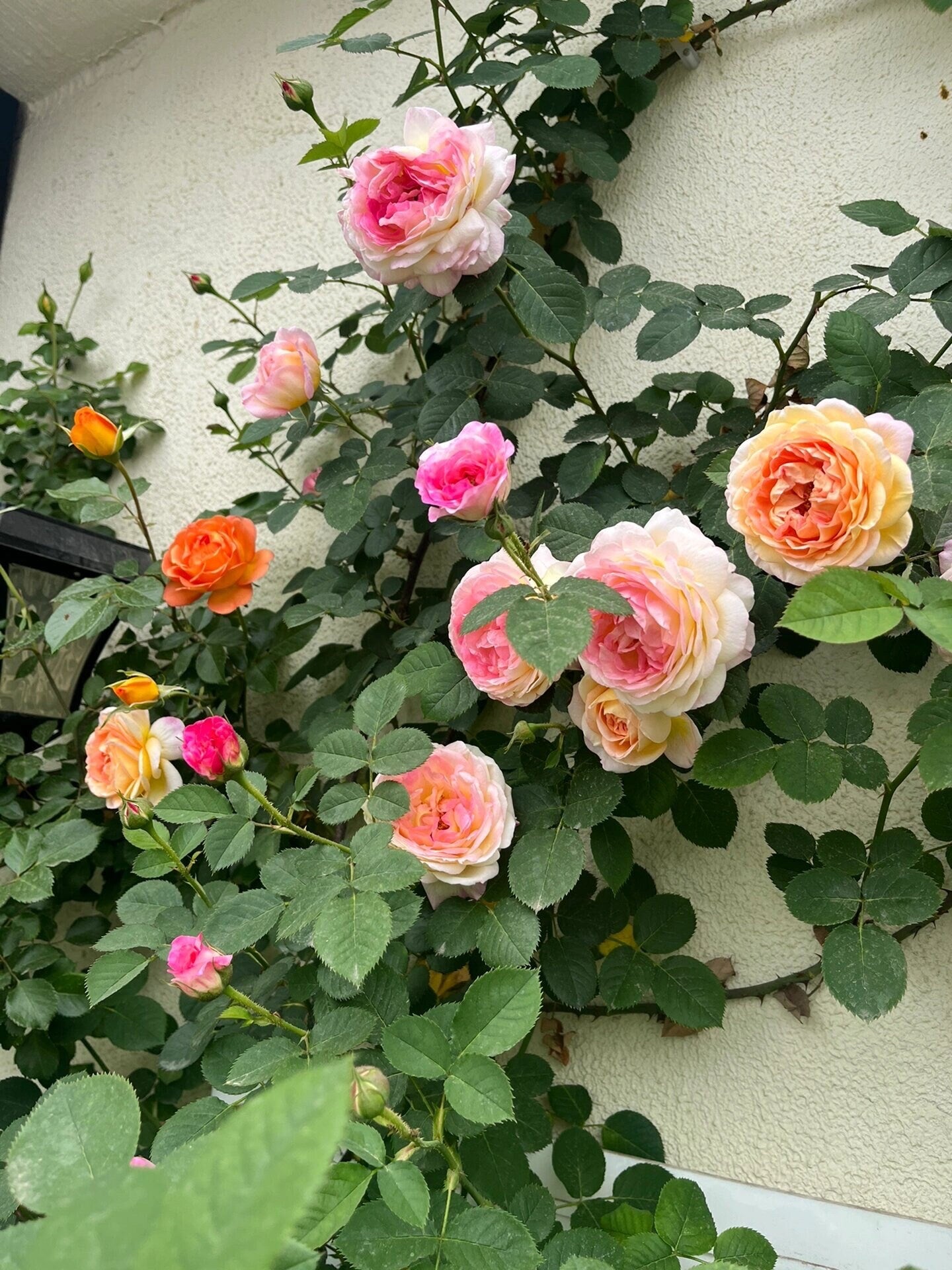 Climbing Rose【Rosomane Janon】- 3 Gal+ Own Root｜France Rainbow Rosa| 罗曼尼 詹森| Excellent Resistance| Heat Resistant| Rich in color| Romantic