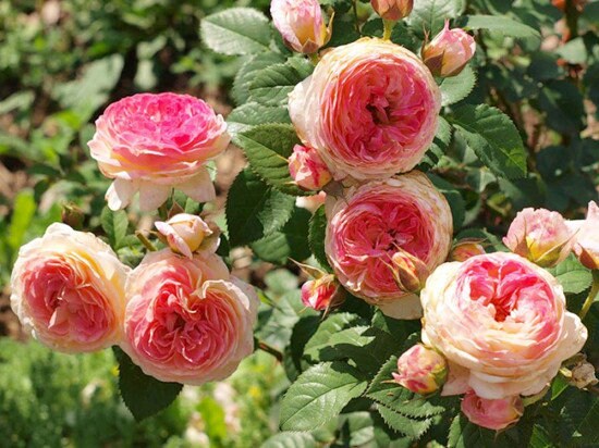 Climbing Rose【Rosomane Janon】- 3 Gal+ Own Root｜France Rainbow Rosa| 罗曼尼 詹森| Excellent Resistance| Heat Resistant| Rich in color| Romantic