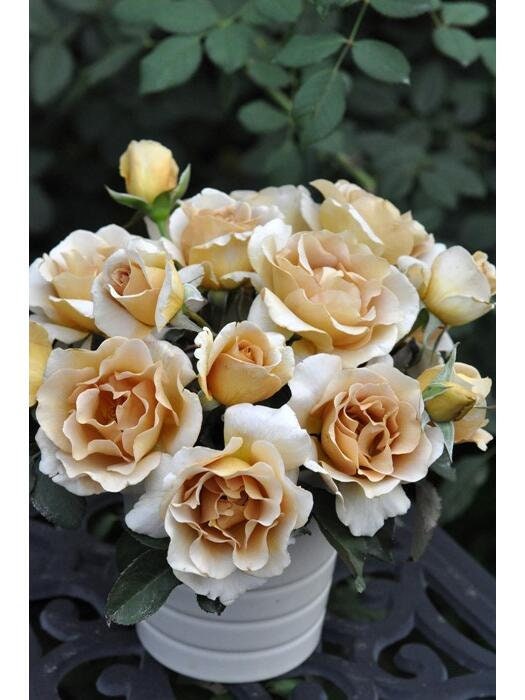 Rose【Eventail d'or| エバンタイユ・ドール】 1.5 Gal OwnRoot LivePlant| 河本 New Varieties2021| 金扇 折扇| Less Thorns| Maillard Coffee| Easy 2 Grow|