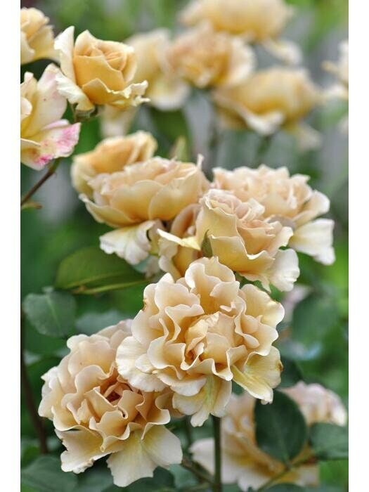 Rose【Eventail d'or| エバンタイユ・ドール】 1.5 Gal OwnRoot LivePlant| 河本 New Varieties2021| 金扇 折扇| Less Thorns| Maillard Coffee| Easy 2 Grow|