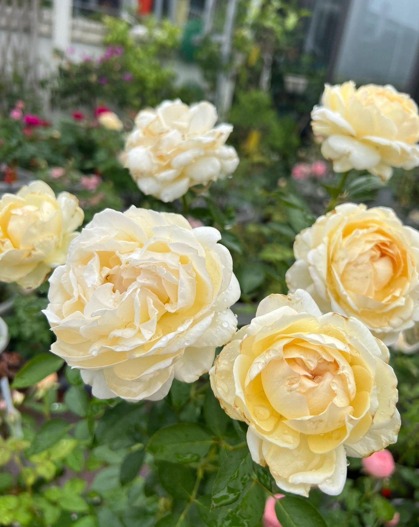 Yves Rose【 Ivory Yves Piaget】Meiteroupy- 1Gal OwnRoot LivePlant| Extended vase life| Florists Rose| 伊芙象牙伯爵| Large Bloom| Fragrance|