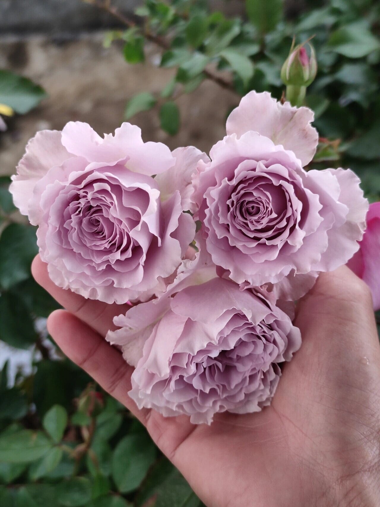 Rose【（New） Libellula | リベルラ】- New Variety｜OwnRoot 1.5 Gal |  Ruffle Lace| Especially| 新蜻蜓| 今井ナーセリー | 木立バラ| Thornless| Sun Tolerant|