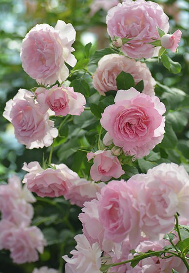 Rose【Rien Rose| リアン・ローズ| 絆 】-1.5 Gal OwnRoot LivePlant| Sumiko Kawamoto| 河本绊| Intense Fragrance| Less Thorns| Floribunda Rosa| Ruffle Lace