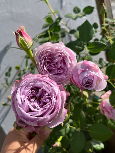 Rose【Lapis Lazuli| ラピスラズリ】Bloom Repeatedly| 青金石| Abundant Blooming| Less thorns| Strong Disease Resistance| Ruffle Lace