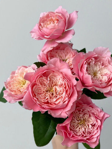 Rose【Mikoto｜みこと】- 1.5 Gal OwnRoot BareRoot｜Keiji Kunieda 2016｜Miyabi sprout variant| 美琴| Less Thorns| Redolent|