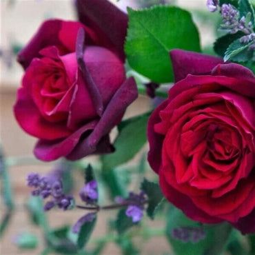 Rose【Gräfin Diana｜Dark Desire 】-1 Gal OwnRoot LivePlant｜Royal Parfuma｜Comtesse Diana｜Burgundy Panarosa｜暗夜芬芳