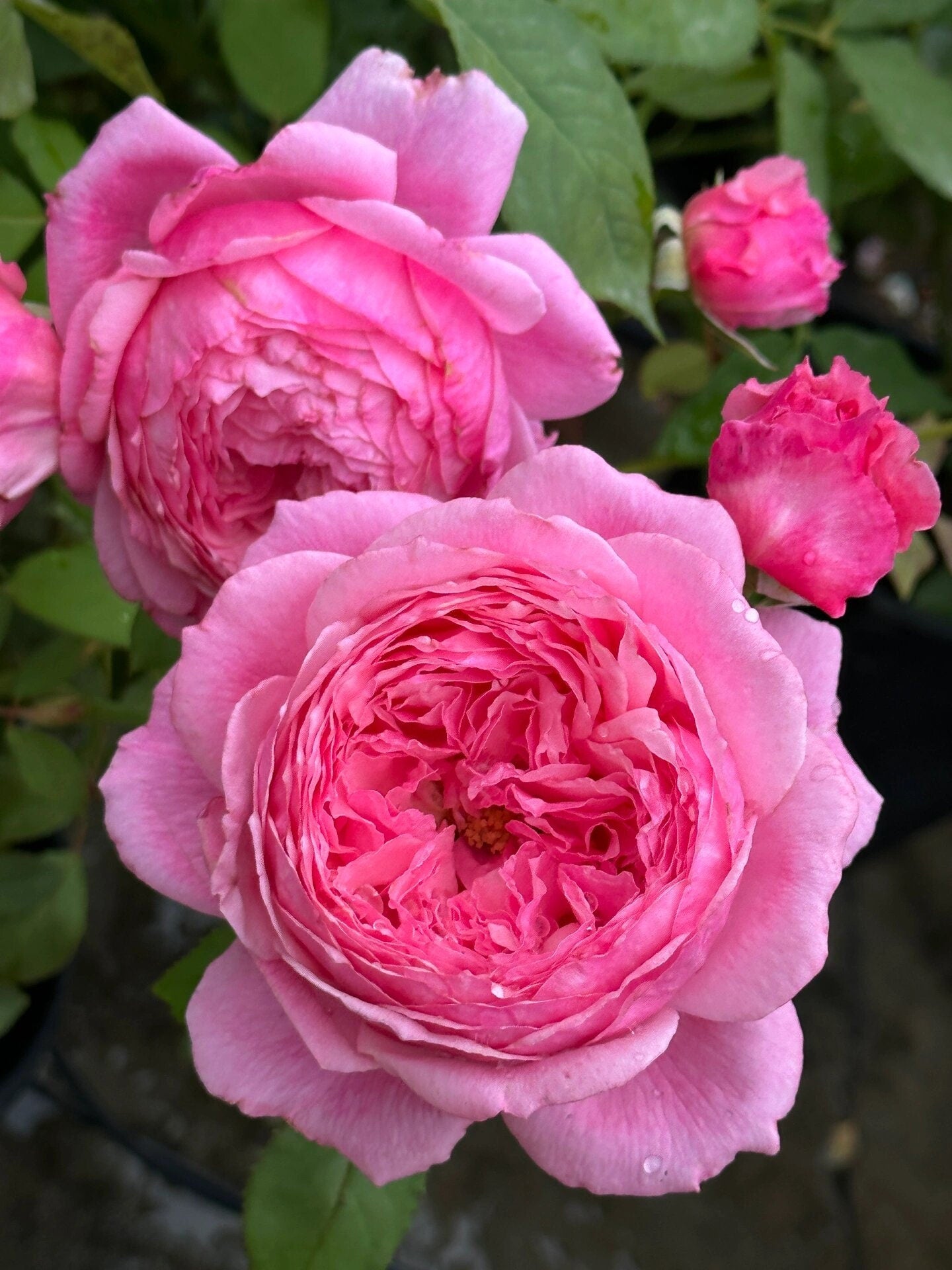 Rose【Lady's heirloom | レディ・エアルーム】- 1.5 Gal OwnRoot｜Bare Root｜传世芳华| Less Thorns | Heat Resistant | Excellent Resistance| Rapid Growth| 女人遗产