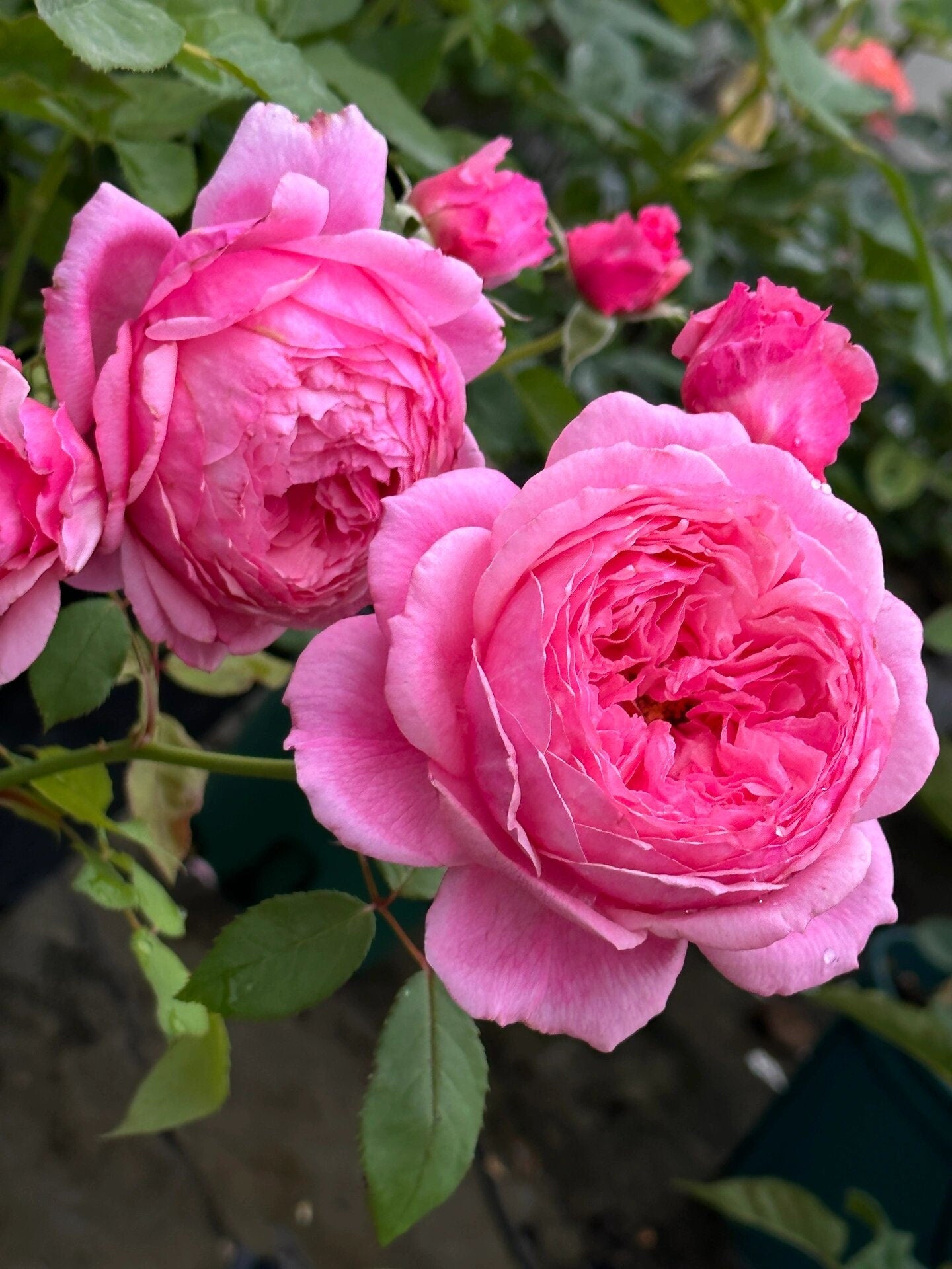 Rose【Lady's heirloom | レディ・エアルーム】- 1.5 Gal OwnRoot｜Bare Root｜传世芳华| Less Thorns | Heat Resistant | Excellent Resistance| Rapid Growth| 女人遗产