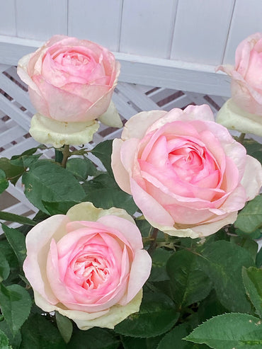 Rose【Mona Lisa| モナリザ 】-1.5Gal OwnRoot LivePlant｜Shrub -Eden｜蒙娜丽莎| Perfect| Redolent| Less Thorns| Heat Resistant | Easy 2 Glow| FloristsRosa