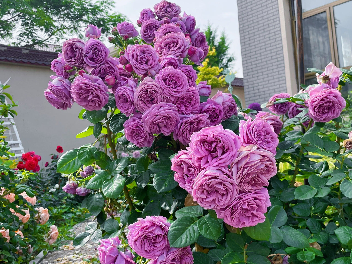 Rose【Kinda Blue]- 2 Gal + OwnRoot LivePlant｜German Rose 微蓝| Floribunda Rose| Redolent| Abundant flowering| Excellent Resistance| 木立バラ|