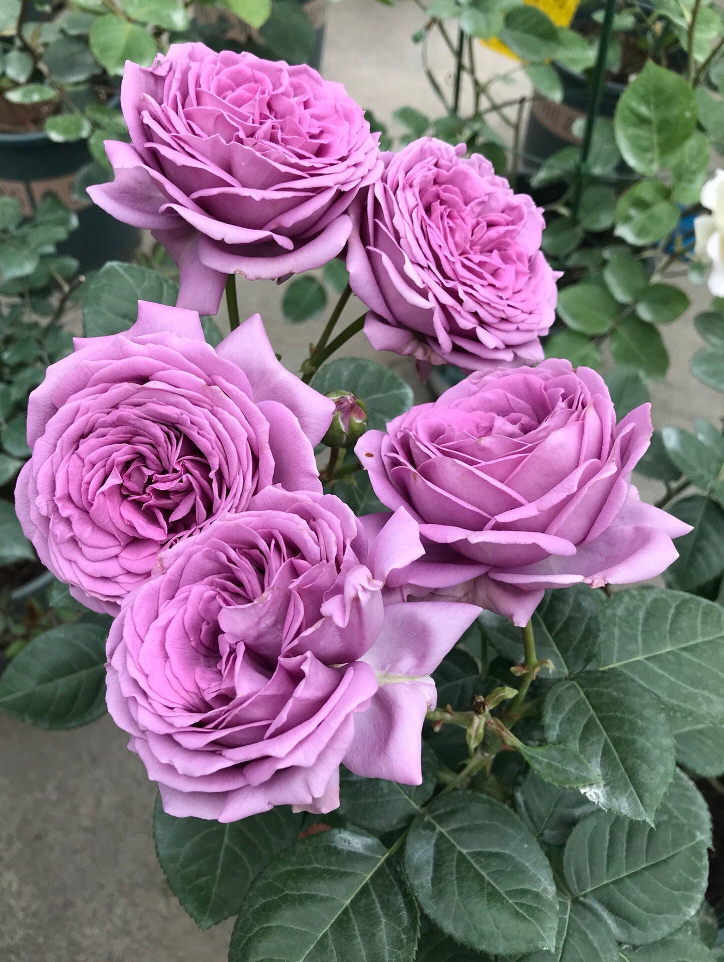 Rose【Kinda Blue]- 2 Gal + OwnRoot LivePlant｜German Rose 微蓝| Floribunda Rose| Redolent| Abundant flowering| Excellent Resistance| 木立バラ|