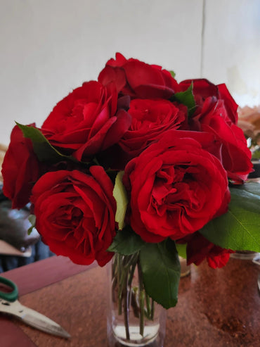 Red Rose【Captain】1.5Gal Own Root LivePlant｜Inspired by Admira| 海上将军| Extended vase life| Redolent| Large Bloom| 海軍大将