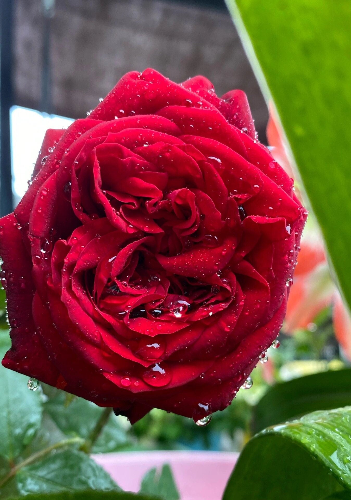 Red Rose【Admiral】- 2 Gal Own Root Live Plant｜Tanau Roses 2017｜German Rose 海上将军