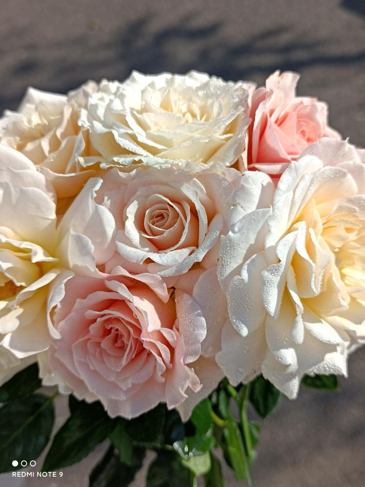 Trendy Rose【Chou Chou｜シュシュ】- 2 Gal OwnRoot LivePlant| Sumiko Kawamoto闪闪发光| Less Thorns| Redolent| Vivid colors| Beginner-Friendly| Exquisite