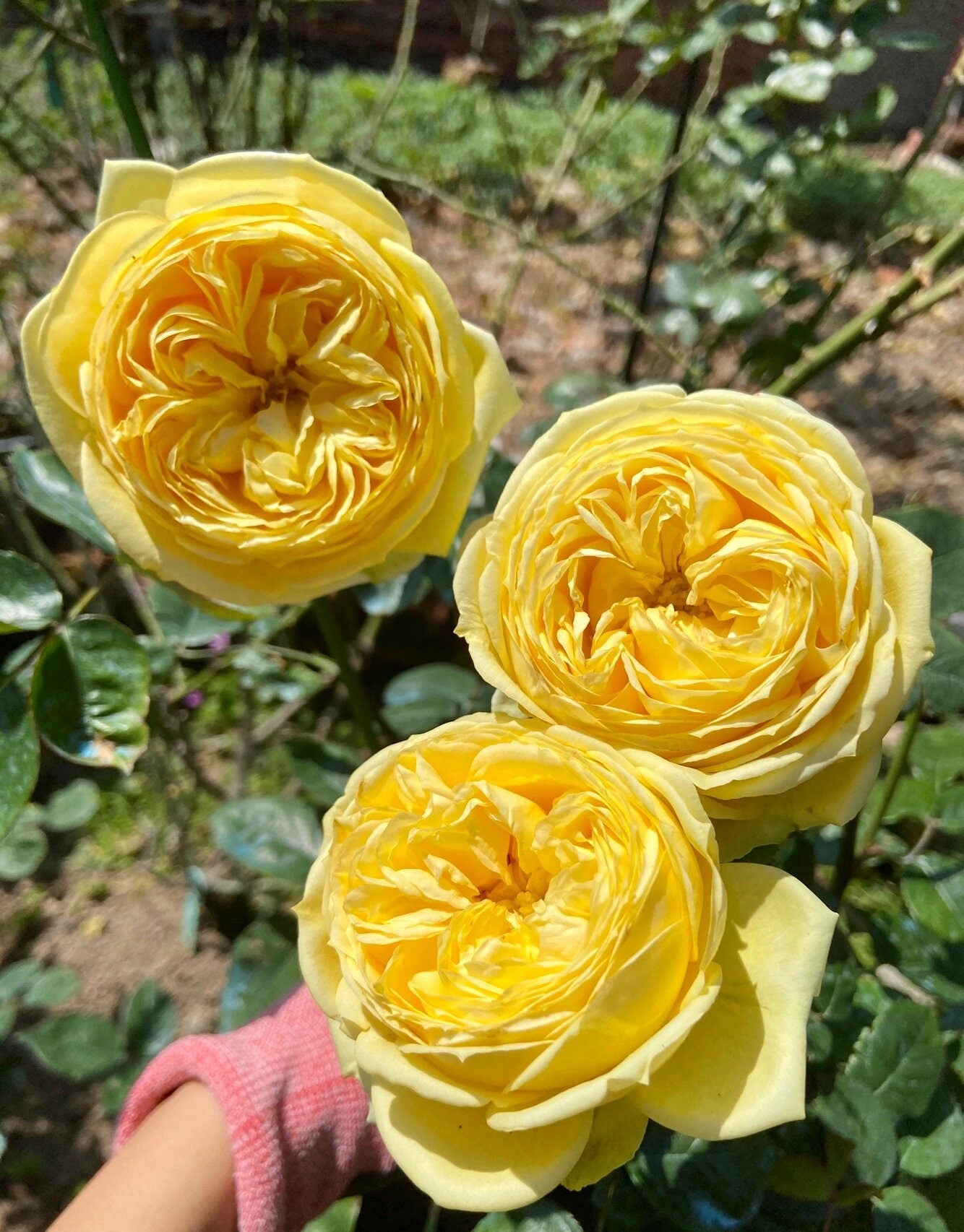 Rose【Catalina】- 1.5 Gal OwnRoot LivePlant| SUNcata 凯特琳娜| Floribunda Rose| Prolific blooming| Strong Upright Flowers| Beginner-Friendly