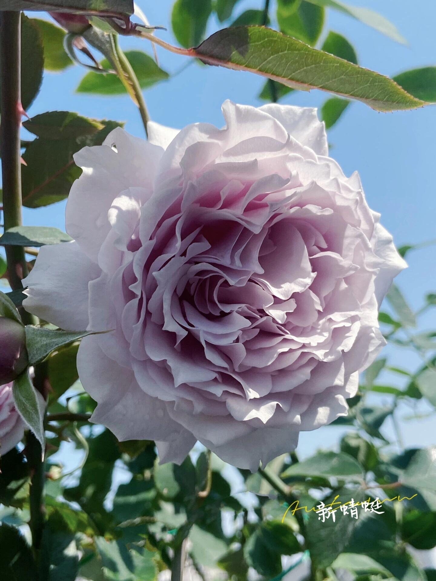 Rose【（New） Libellula | リベルラ】- New Variety｜OwnRoot 1.5 Gal |  Ruffle Lace| Especially| 新蜻蜓| 今井ナーセリー | 木立バラ| Thornless| Sun Tolerant|