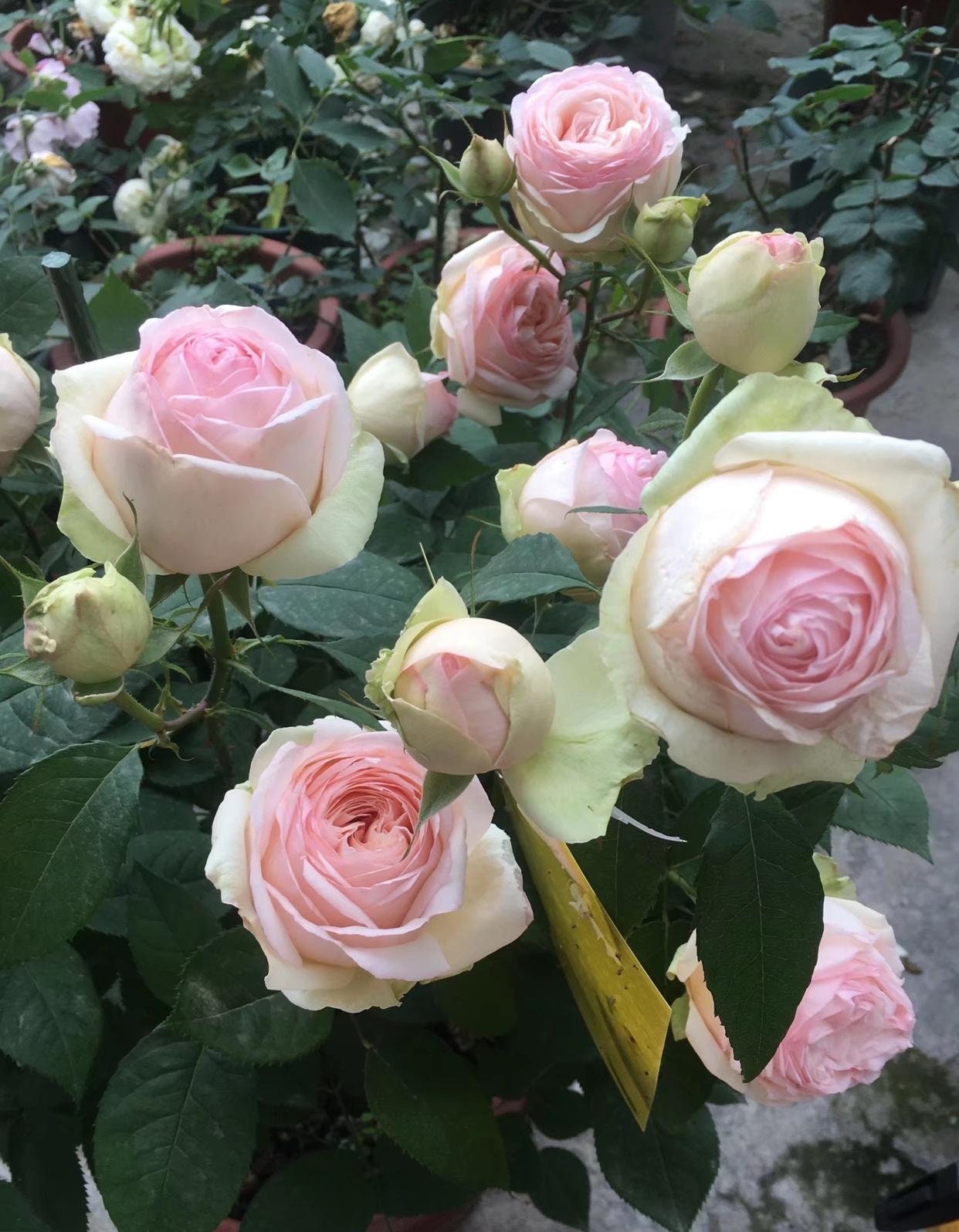 Rose【Mona Lisa| モナリザ 】-1.5Gal OwnRoot LivePlant｜Shrub -Eden｜蒙娜丽莎| Perfect| Redolent| Less Thorns| Heat Resistant | Easy 2 Glow| FloristsRosa