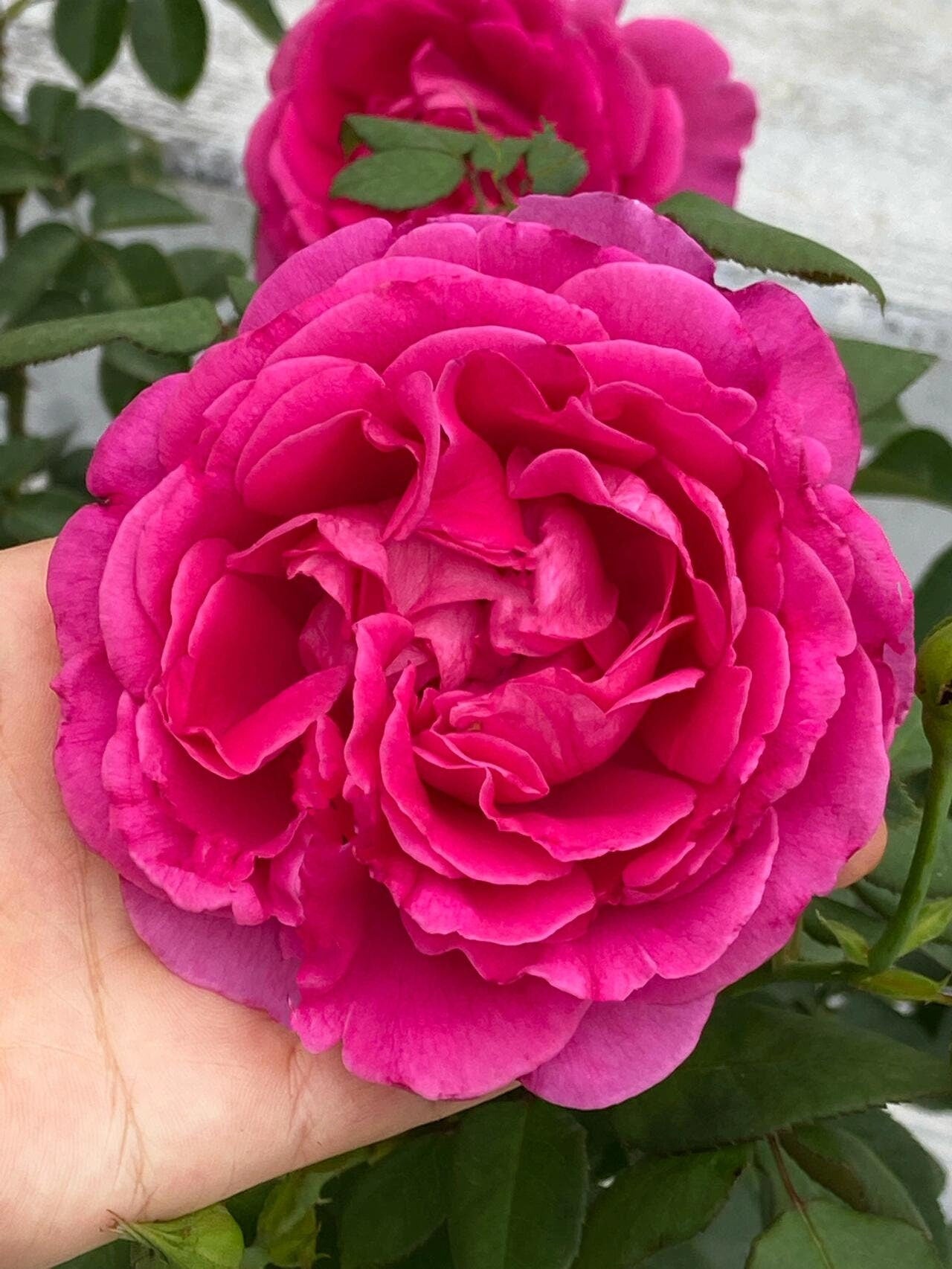 Rose【Praline rouge/プラリーヌルージュ】-1.5 Gal OwnRoot LivePlant｜胭脂口红